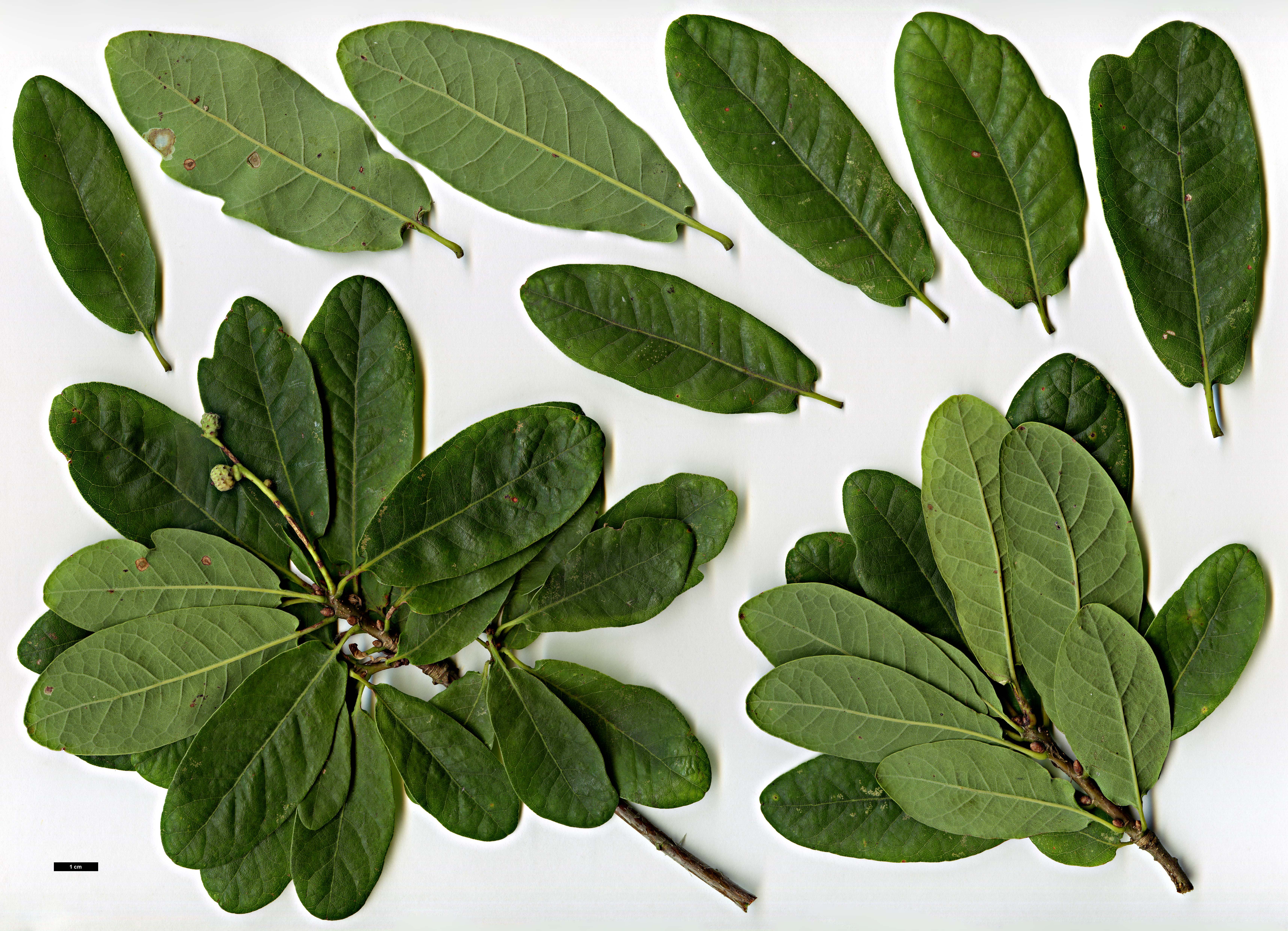 High resolution image: Family: Fagaceae - Genus: Quercus - Taxon: robur - SpeciesSub: 'Salfast'